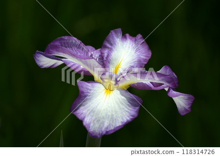 Choseiden Iris Choseiden Iris 118314726