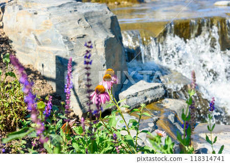 Blooming echinacea buds against the background of flowing water. 118314741