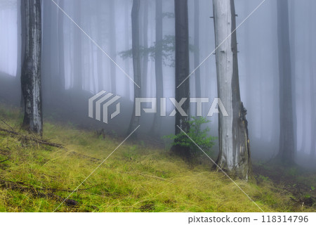 Summer forest with fog in the background 118314796