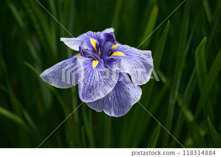 Azuma Kagami Iris Azuma Kagami Iris 118314884