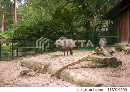 Tapir. Wild animal plain tapir , in zoo 118314889