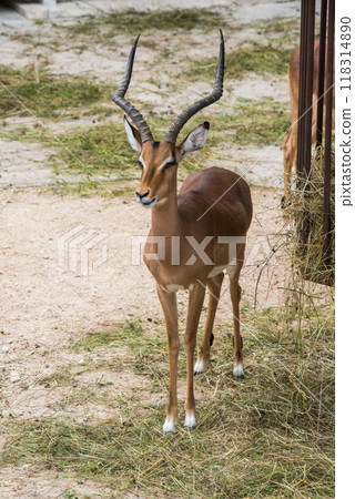 Impala antelope portrait in zoo Impala antelope portrait in zoo 118314890