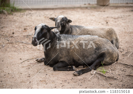 Portrait of the Zwartbles sheep, a breed of domestic sheep Portrait of the Zwartbles sheep, a breed of domestic sheep 118315018