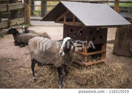 Portrait of the Zwartbles sheep, a breed of domestic sheep 118315019