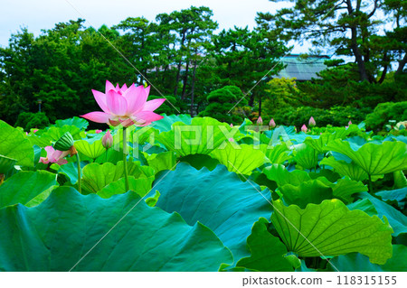 Lotus flowers Hakusan Park 118315155