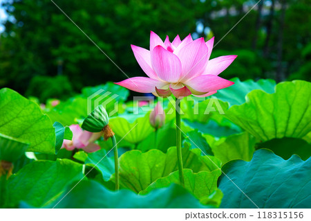 蓮花白山公園 118315156