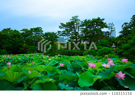 Lotus flowers Hakusan Park Lotus flowers Hakusan Park 118315158