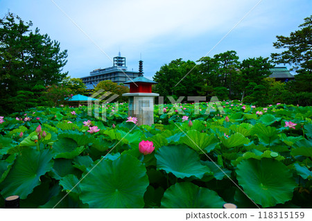 Lotus flowers Hakusan Park Lotus flowers Hakusan Park 118315159