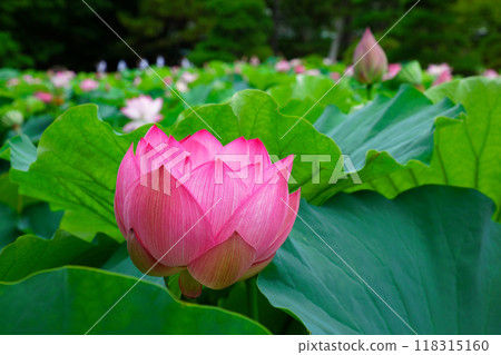 Lotus flowers Hakusan Park Lotus flowers Hakusan Park 118315160