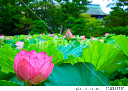 蓮花白山公園 118315161