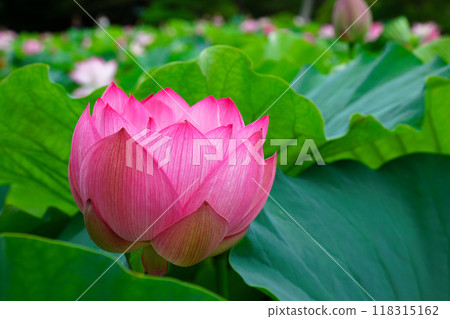 蓮花白山公園 118315162