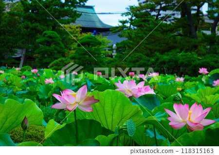蓮花白山公園 118315163