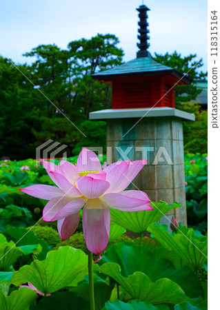 蓮花白山公園 蓮花白山公園 118315164