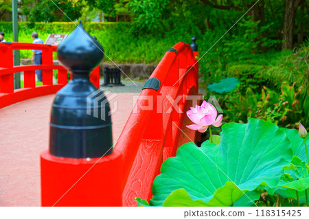 蓮花白山公園 118315425