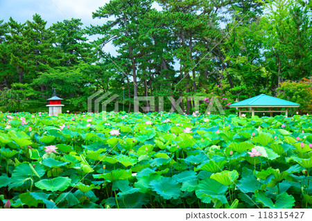 Lotus flowers Hakusan Park 118315427