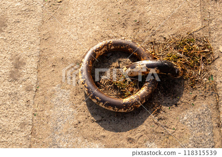 Old and rusty mooring ring for ships fixing. 118315539