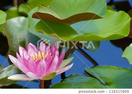 Beautiful pink water lilies in full bloom Beautiful pink water lilies in full bloom 118315809