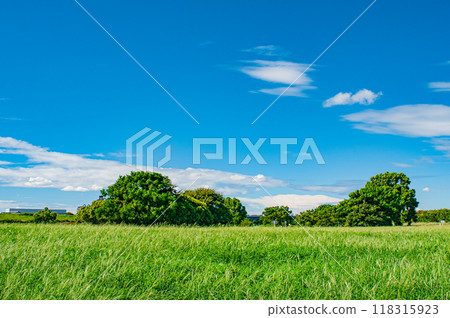 夏季草叢生長的淀川公園大伊馬地區 118315923