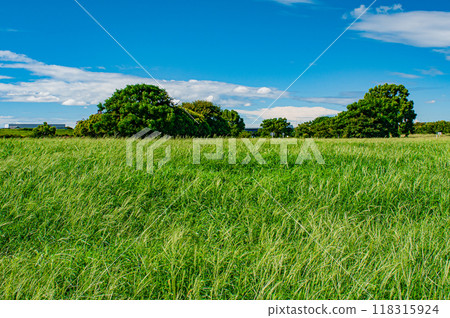 夏季草叢生長的淀川公園大伊馬地區 夏季草叢生長的淀川公園大伊馬地區 118315924