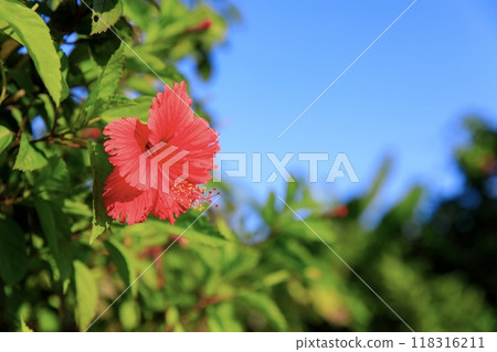 Tropical image, hibiscus flower Tropical image, hibiscus flower 118316211
