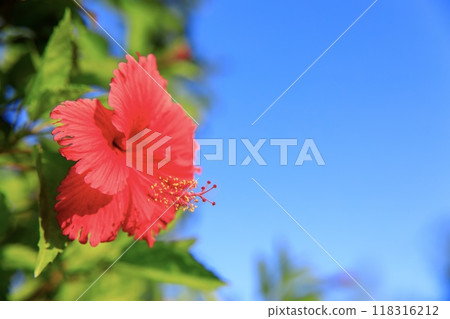 熱帶形象，木槿花 118316212
