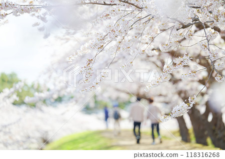 五棱郭公園的櫻花 118316268
