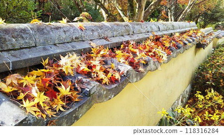 Autumn leaves and Muromachi walls 118316284