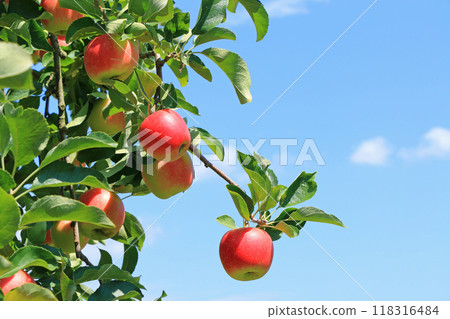 紅蘋果 紅蘋果 118316484