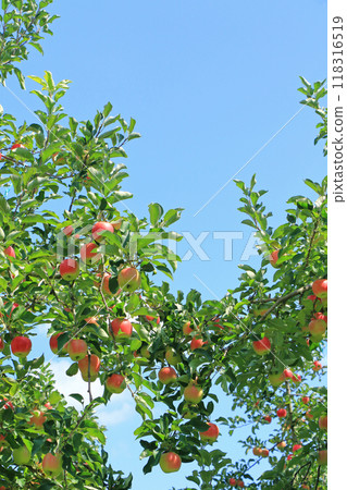 Red colored apple 118316519