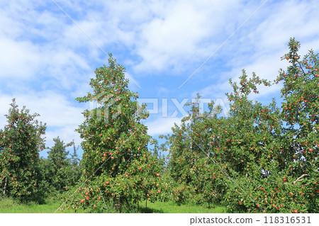 Red colored apple 118316531