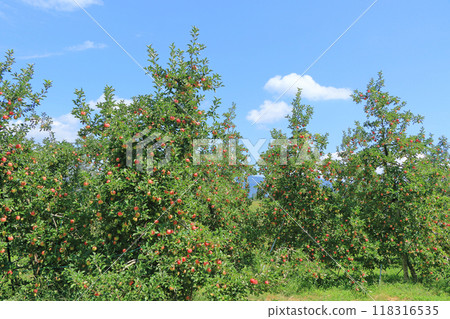 Red colored apple 118316535