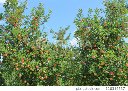 Red colored apple Red colored apple 118316537