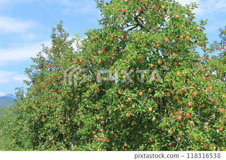 Red colored apple 118316538