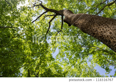 The trunks and branches of a Sawtooth Oak tree stretching up towards the sky The trunks and branches of a Sawtooth Oak tree stretching up towards the sky 118316767