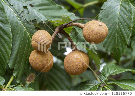 A chestnut tree full of ripe fruit A chestnut tree full of ripe fruit 118316770