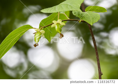 The matatabi fruit is gradually growing - Stock Photo [118316772] - PIXTA