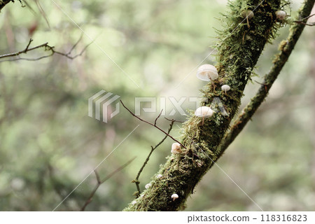 Tiny Fungi Physalacriaceae small transparent mushrooms growing on small tree branch at the forest Tiny Fungi Physalacriaceae small transparent mushrooms growing on small tree branch at the forest 118316823