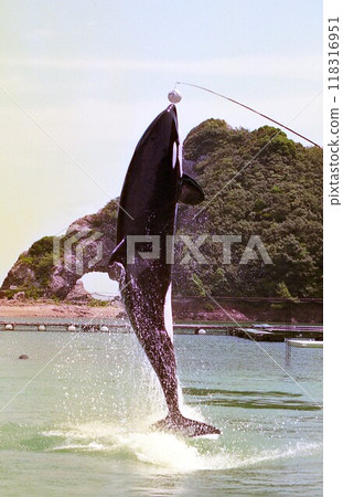 August 1998: Dolphin Jump August 1998: Dolphin Jump 118316951