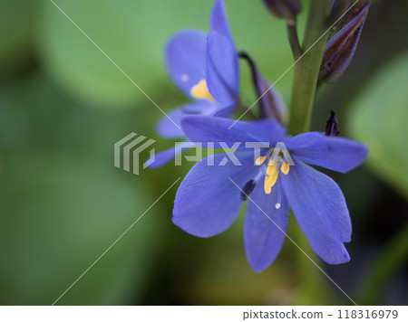 九月盛開的藍色水錦葵花 118316979