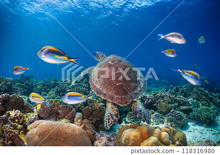 Fish and sea turtles swimming on a coral reef 118316980