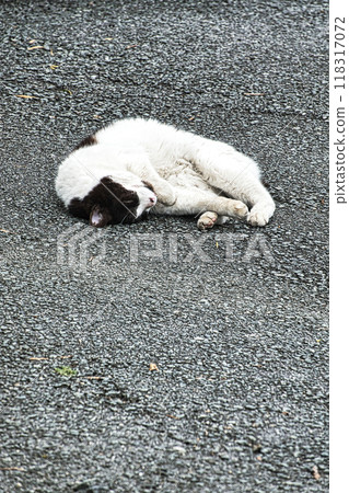 A white cat taking a nap in the warm spring sunshine in May 118317072