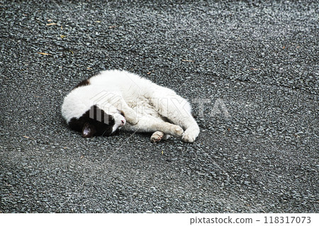 A white cat taking a nap in the warm spring sunshine in May 118317073