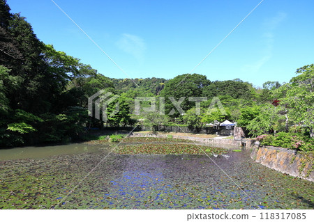 Yokosuka Iris Garden - Lily Pond Yokosuka Iris Garden - Lily Pond 118317085