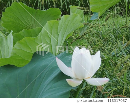 White Lotus Flower White Lotus Flower 118317087