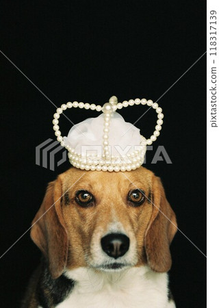 比格犬裝扮成女王3 比格犬裝扮成女王3 118317139