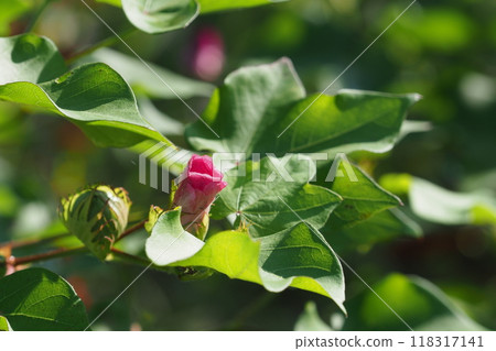Hibiscus flower buds Hibiscus flower buds 118317141