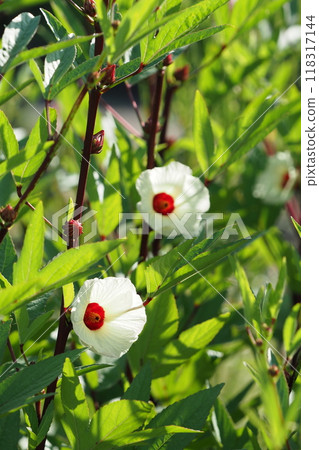 洛神花和萼片 洛神花和萼片 118317144