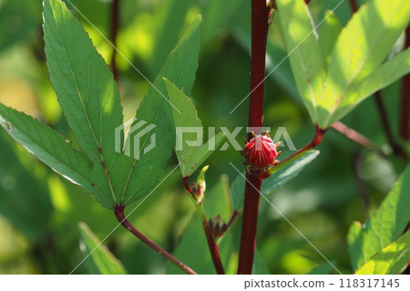 Roselle calyx Roselle calyx 118317145