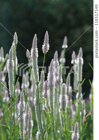 淺紫雞冠花花 淺紫雞冠花花 118317149