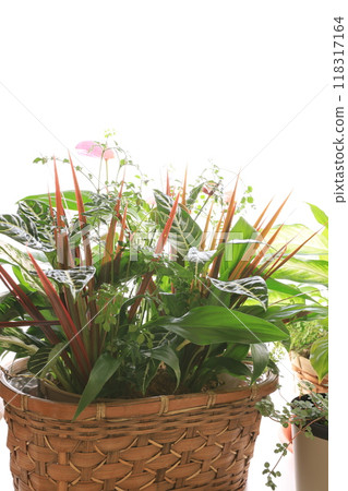 Farming Farming 118317164